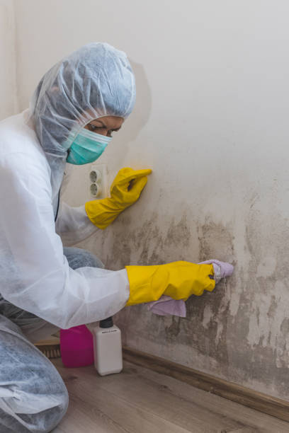 Best Air Quality Testing for Mold Spores  in Greenville, SC