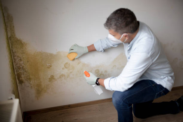 Reliable Greenville, SC Mold Removal Solutions