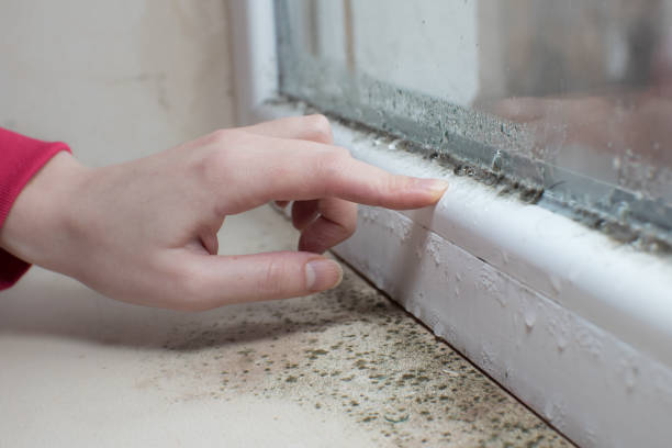 Best Mold Removal for HVAC Installations  in Greenville, SC