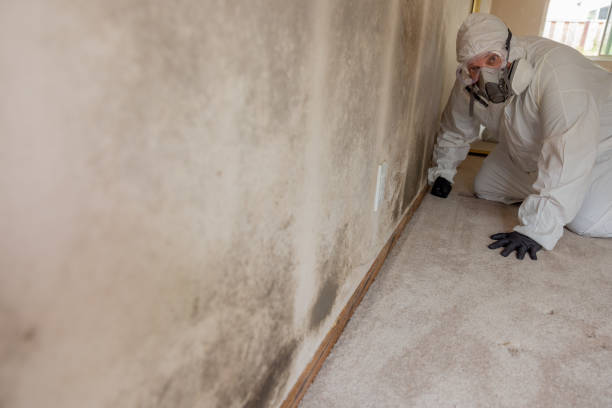 Best Mold Damage Restoration  in Greenville, SC